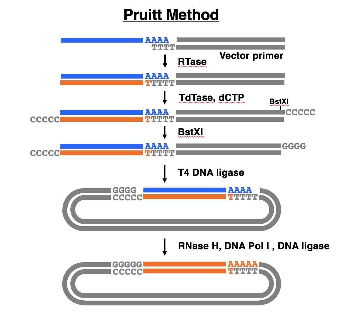 Pruitt method